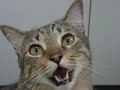 My Cat Griffin meowing for food