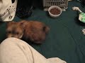 Teacup Morkies - www.yorkiecuties.com - video #2