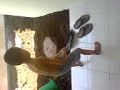Bersih-bersih  telanjang ; My 5 year old does the cleaning