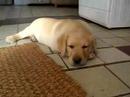 Yellow Lab Puppy Falco - sleeping