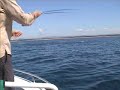 Sunshine Coast Longtail Tuna on Fly Sunshine Coast Longtail Tuna on Fly