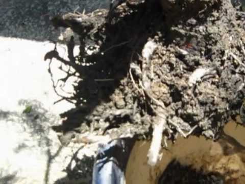 how to transplant conifers