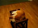 My fat cat chasing his tail on a very small table