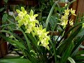 Cymbidium Orchid Care Made Easy Cymbidium Orchid Care Made Easy