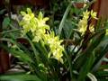 Cymbidium Orchid Care Made Easy