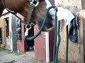 Louie (the horse) has a mustache!