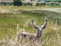 this nice blacktail buck in velvet walked out where i could see him from my office window. i went around the fence and filmed him from about 6 feet away.