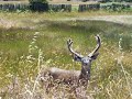 this nice blacktail buck in velvet walked out where i could see him from my office window. i went around the fence and filmed him from about 6 feet away.