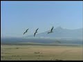 Voe com as aves.