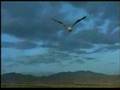 Voe com as aves.