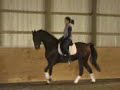 Forty Something 6 yo ASB Dressage Gelding Forty Something 6 yo ASB Dressage Gelding