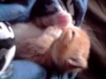 Ver Video