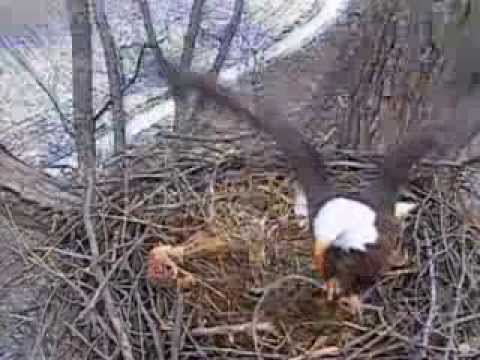Decorah eagles,Nice maneuver Mom,More sticks lol,11/25/13