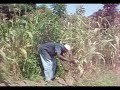 Luoland - farming is a Luo culture.