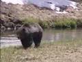 The Essential Grizzly