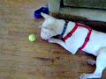 Dog and a Ball
