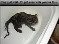 BATHING THE CAT !   WHAT ...! GOOD LUCK!
