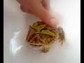 horned frog croaking! horned frog croaking!