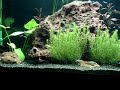 Fauna: 01 Apistogramma Borellii (fêmea), 02 Apistogramma Cacatuoide (casal), 02 Aspidoras Pauciradiatus, 01 Corydoras Agassizii, 01 Corydoras Schwartzi, 03 Corydoras Trilineatus, 01 Gyrinocheilus Aymonieri, 04 Otocinclus Affinis, 02 Pangio Kuhlii, 34 Paracheirodon Axelrodi, 04 Symphysodon Discus (Blue Diamond, Red Marlboro, Pigeon e Nacional). 