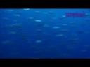 Underwater of Philipine Bohol-3