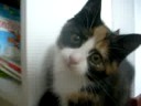 Even more kitty :3 Even more kitty :3