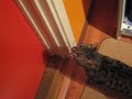 Mun kissa Luna halus päästä ulos.My cat Luna going out.Mi gata Luna que quiere salir a la calle en Finlandia.