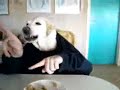 [ペット]犬と人間の二人羽織。のサムネイル