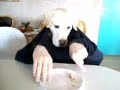 [ペット]犬と人間の二人羽織。のサムネイル3