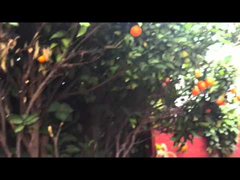 how to harvest oranges