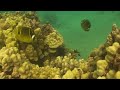 CleanerWrassetrumpet