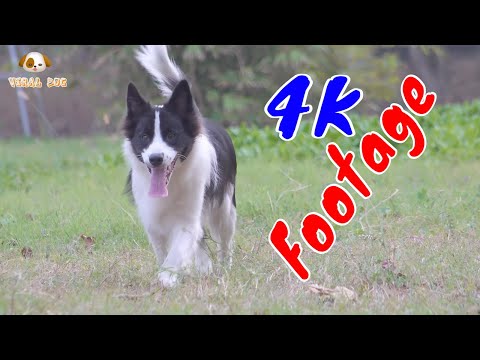 Những Cảnh Quay Đẹp Chất Lượng 4K Viral Dog Tập 4