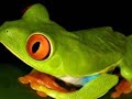 Awesome Frog