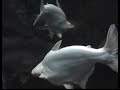 acuario de veracruz