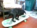 new skater prodog figo