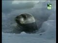 Los 10 animales mas arriegados del mundo (4 de 5)