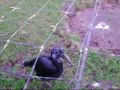 Hornbill wants to know.wmv