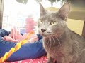 smokey-the-sweetest-kitty-adopted-updated-2007-noahs-kingdom-humane-society.html