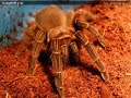 arachnea / tarantula / ptaszniki arachnea / tarantula / ptaszniki