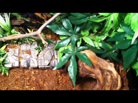 how to care for a emperor scorpion
