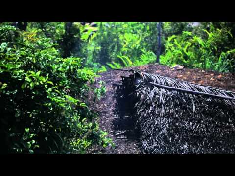 how to isolate eugenol