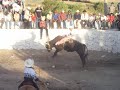 Toros en potre 2007