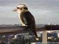 Kookaburra having a little laugh