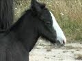 Clydesdale foal