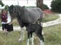 Clydesdale foal