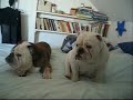 english bulldog bebe a benko