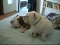 english-bulldog-bebe