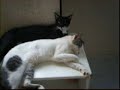 Loco y Pildora
