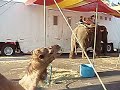Crazy Camel