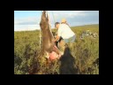 Caribou on the Poles