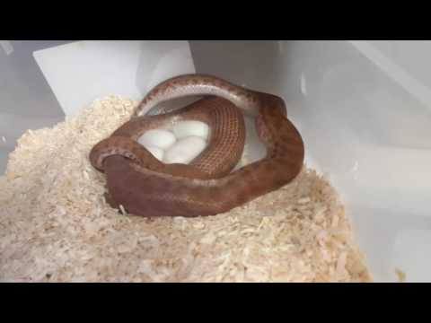 YouTube reptile video